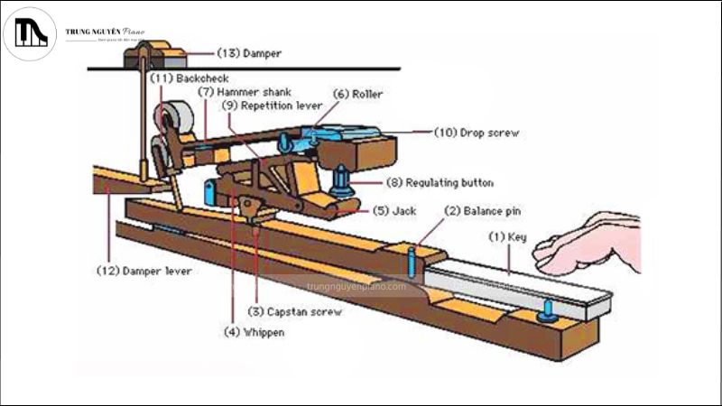 So sánh đàn piano và organ khác nhau như thế nào? Phân biệt chi tiết 3 Cơ chế hoạt động của đàn piano