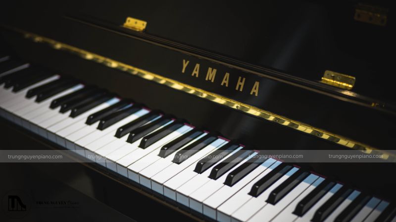 Bạn nên tìm đến các cửa hàng nhạc cụ có thương hiệu và có uy tín