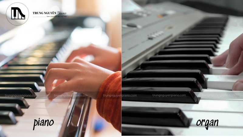 Giải đáp chi tiết: Học organ có chơi được piano không? 5 Cách chơi và kỹ thuật của đàn piano và organ