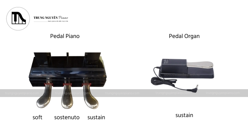 Giải đáp chi tiết: Học organ có chơi được piano không? 4 Pedal của Piano và Organ