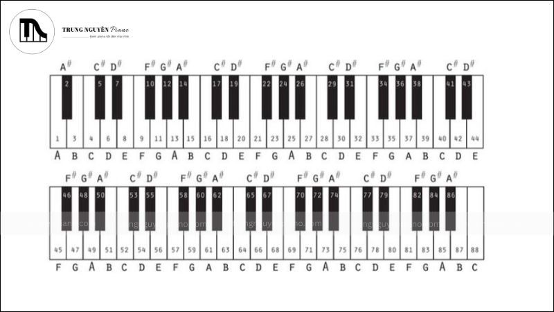 Chưa vững nhạc lý
