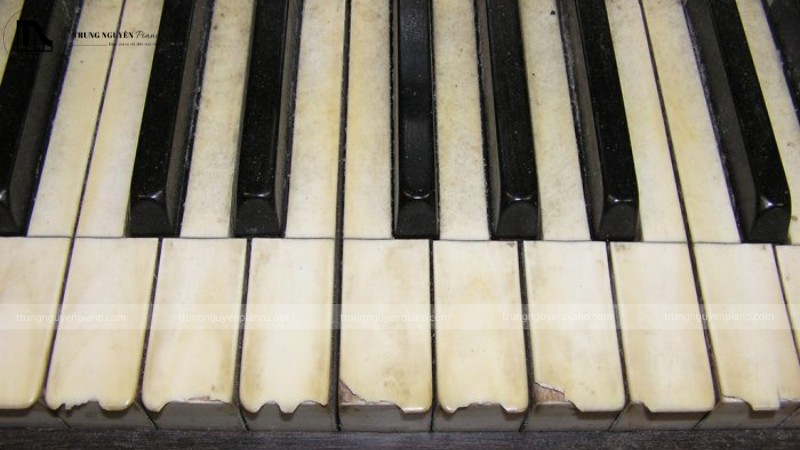 Phím đàn làm từ ngà voi