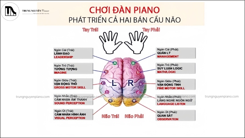 Con trai học piano có nên không? Giải mã định kiến & khám phá lợi ích vàng 2 Biểu đồ minh họa sự phát triển của não bộ khi chơi piano