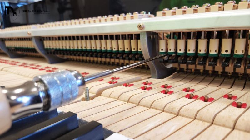 Cách để nhận biết đàn nên regulation