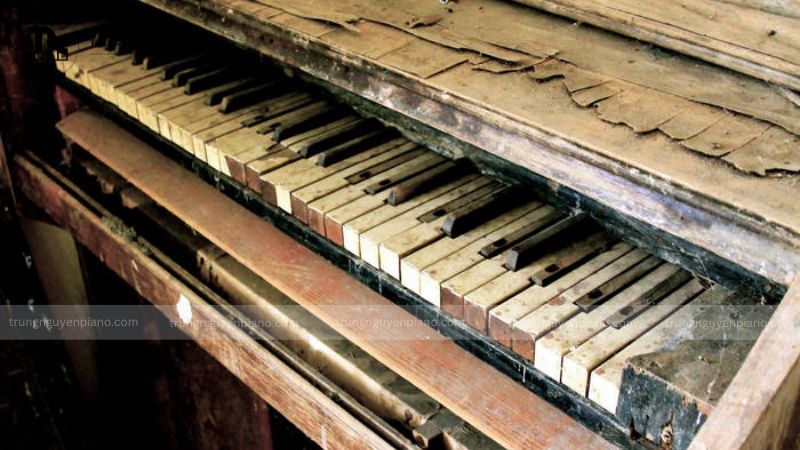 Cây đàn piano bị hư hỏng nặng do mối,