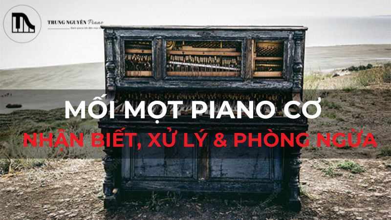 Mối mọt Piano cơ: Nhận biết, xử lý & phòng ngừa