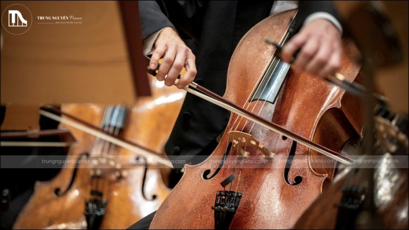Cello hay violoncelle cùng họ với vĩ cầm, thuộc họ nhạc cụ dây dùng cây vĩ