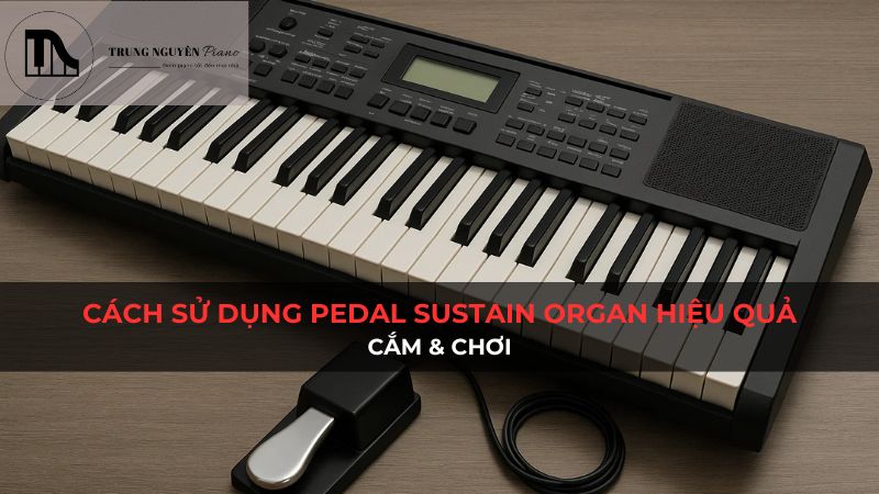 Cách sử dụng pedal sustain organ hiệu quả: Cắm & chơi