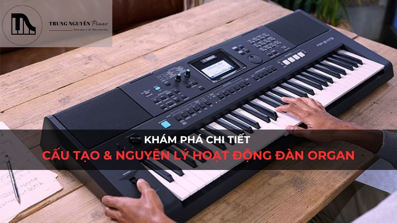 Khám phá chi tiết Cấu tạo & Nguyên lý hoạt động Organ