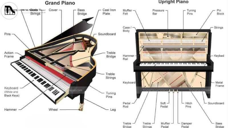Bộ máy cơ (action) của đàn piano và bảng cộng hưởng (soundboard)