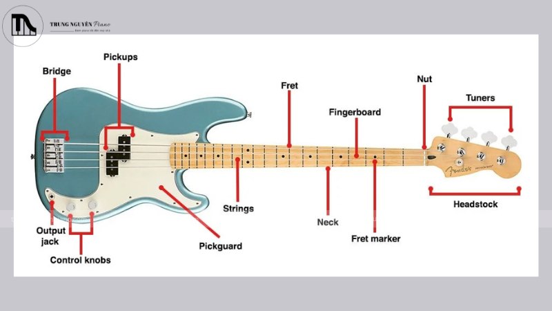 Đàn bass với các chú thích về các bộ phận sẽ được phân tích