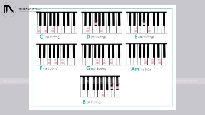 Phím đàn minh họa cách bấm các hợp âm C, G, Am, F trên piano