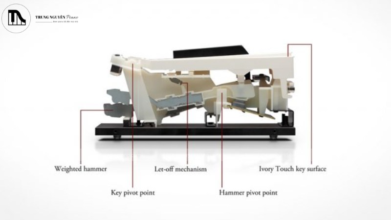 Cơ chế hoạt động của bàn phím hammer action trên piano điện