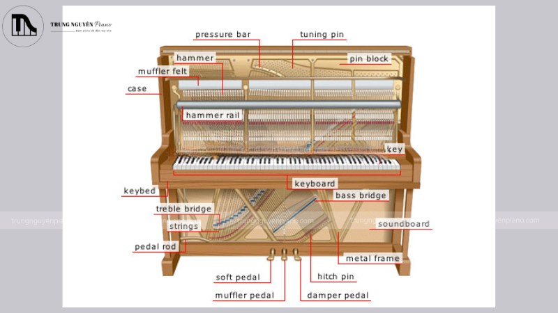 Bộ phận quan trọng của đàn piano: soundboard với các thanh rib, bộ máy action phức tạp, và búa đàn