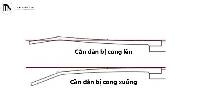 Gỗ cần đàn biến dạng theo thời gian khi chịu áp lực từ dây và môi trường