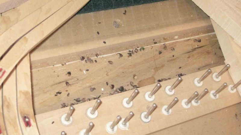 Phân chuột nhỏ màu đen xuất hiện dưới gầm đàn piano cơ