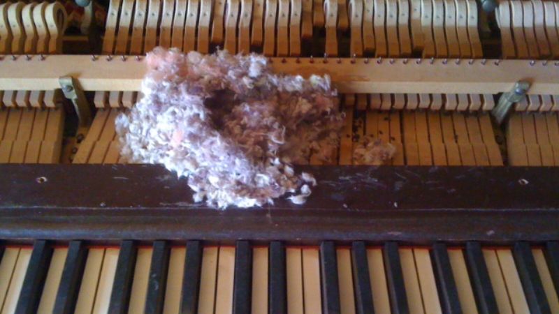 Tổ chuột bên trong đàn piano được làm từ giấy vụn và vải gặm nhấm