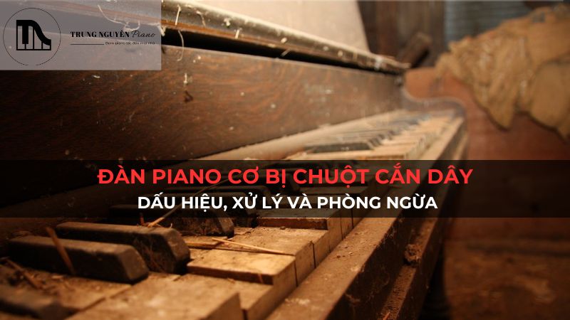 Đàn piano cơ bị chuột cắn dây: Dấu hiệu, xử lý và phòng ngừa