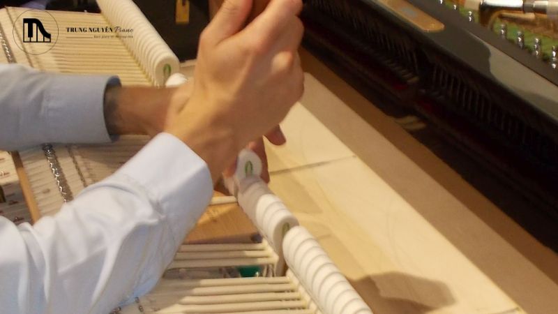 Tần suất Voicing lý tưởng là khoảng 3-5 năm một lần