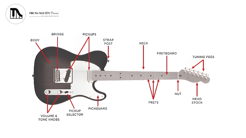 Cấu trúc và thiết kế thân đàn
