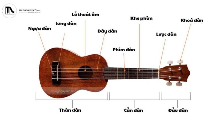 Khóa đàn và phím đàn là hai vị trí quan trọng khi lên dây ukulele, giúp bạn dễ dàng điều chỉnh âm thanh
